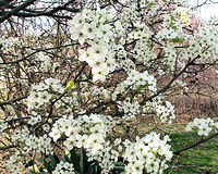 Bradford Pear Tree Blossoms 2