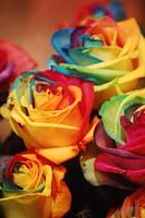 colourfull roses