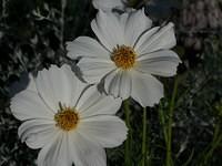 two_daisies