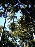 Ancient palmtrees, at Museu da República, Rio de Janeiro. This is the place from where Brazil was governed until the creation of