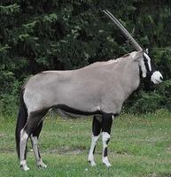 oryx_antelope.jpg