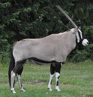 oryx_antelope_2.jpg