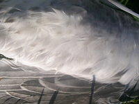 Seagull Feathers