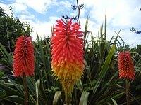 Australia flowers