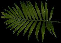 Fern and Palm leaves