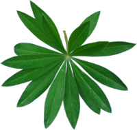 TT lupine leaf2