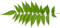 TT segmented leaf2 alpha