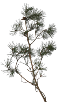 pine_branch
